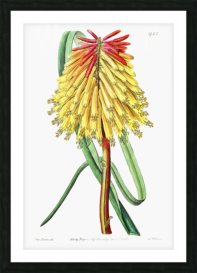 Burchells tritoma from Edwards Botanical Register 1829-1847  by Sydenham Edwards John Lindley and James Ridgway. Picture Frame print