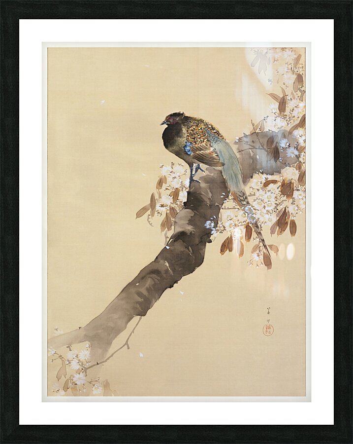 Pheasant on cherry blossom branch 1887-1945 by Ohara Koson 1877-1945. Picture Frame print