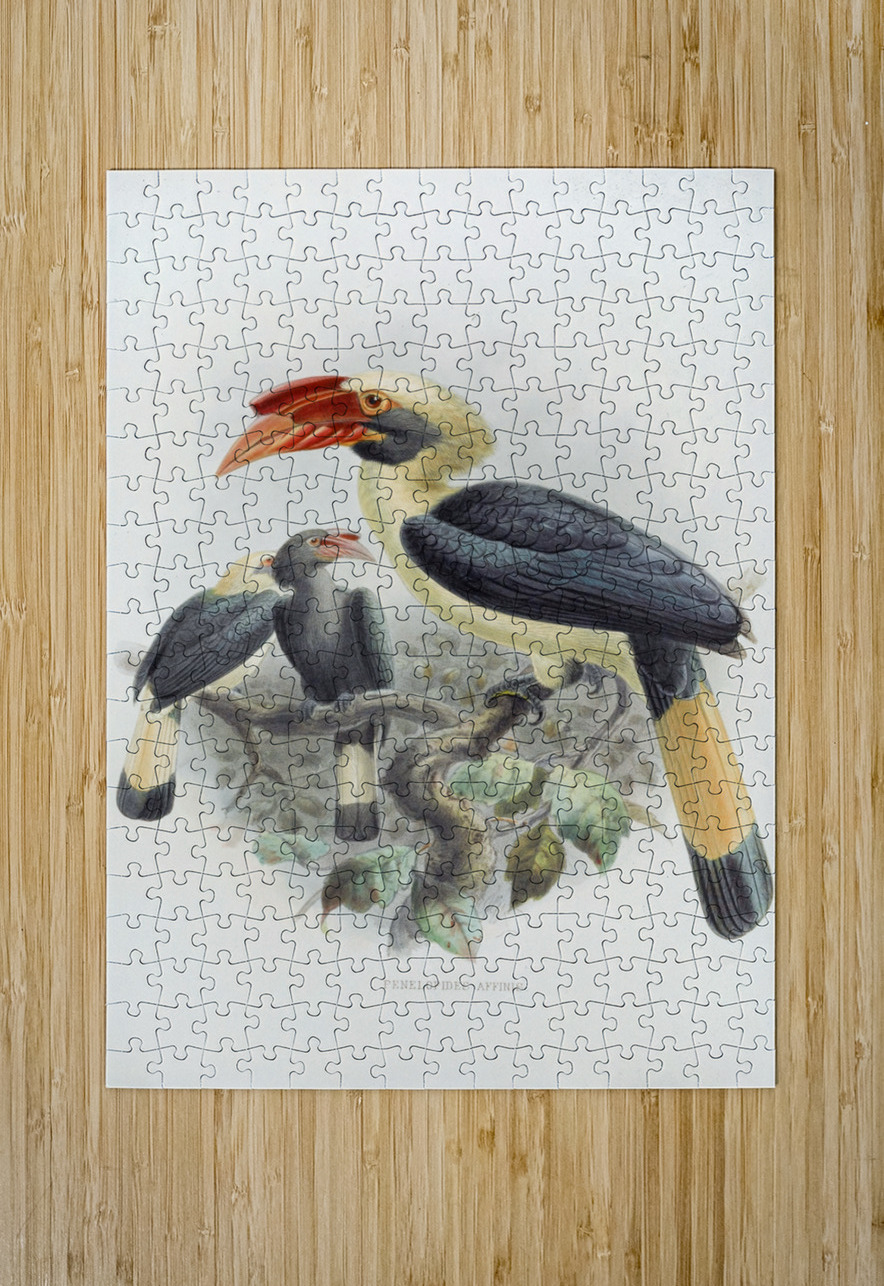 Penelopides affinis 1882 IStockHistory com Puzzle printing