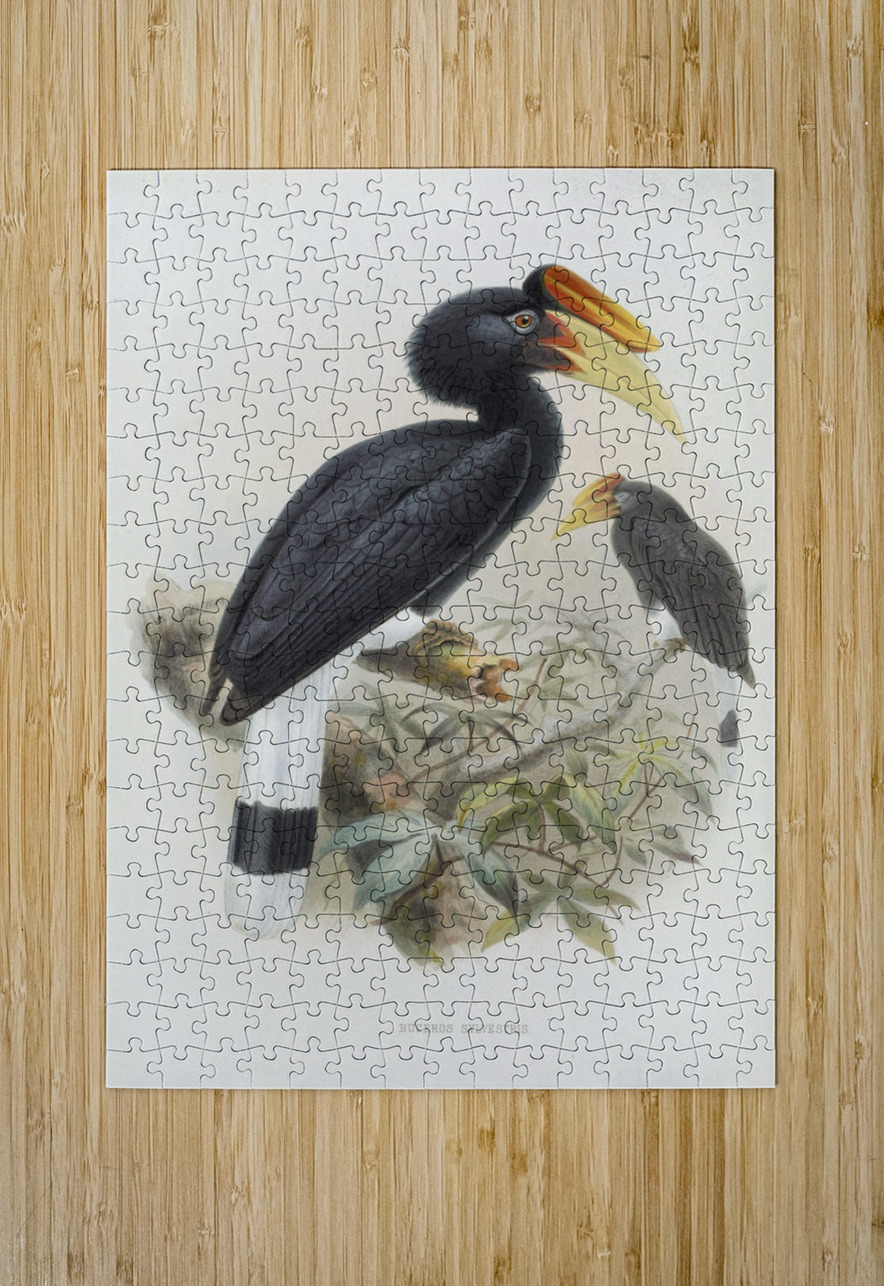 Buceros sylvestris 1882 IStockHistory com Puzzle printing