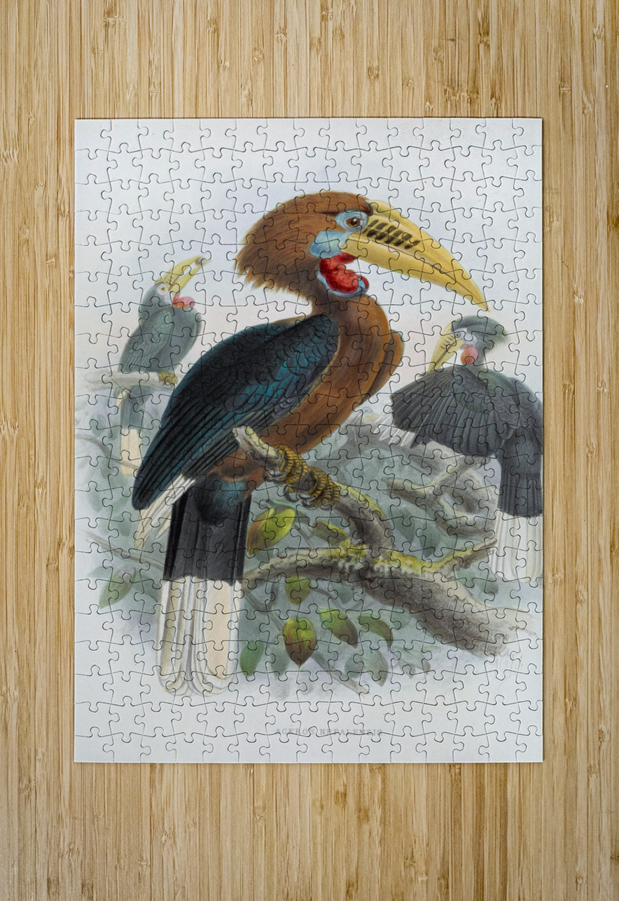 Aceros nepalensis 1882 IStockHistory com Puzzle printing
