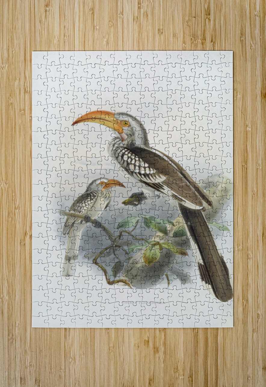 Tockus flavirostris 1882 IStockHistory com Puzzle printing