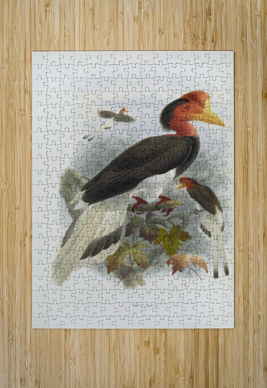 Rhinoplax vigil 1882 IStockHistory com Puzzle printing