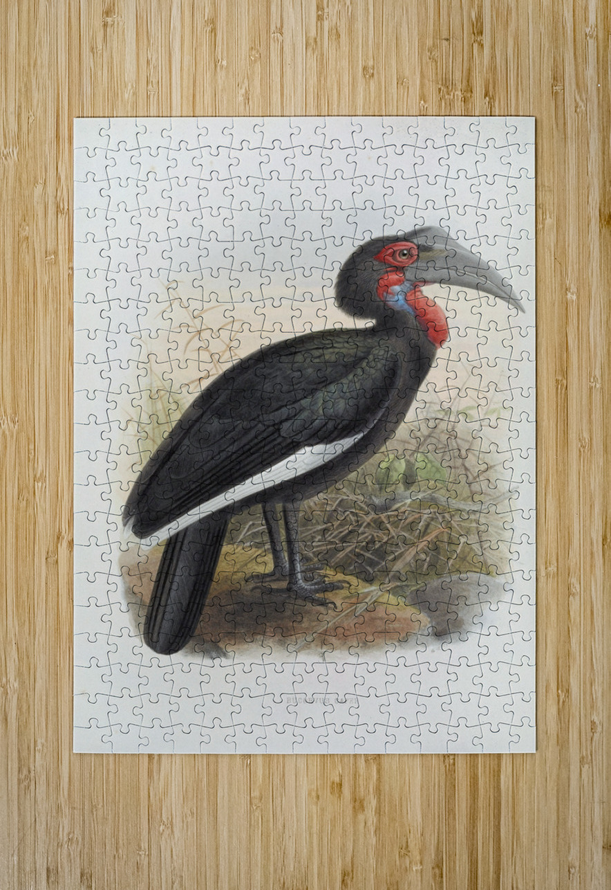 Bucorvus cafer 1882 IStockHistory com Puzzle printing