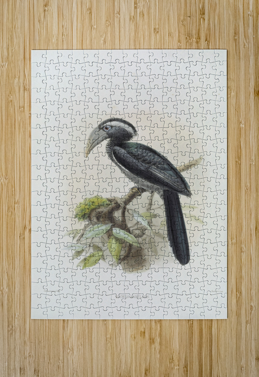 Tockus hartlaubi 1882 IStockHistory com Puzzle printing