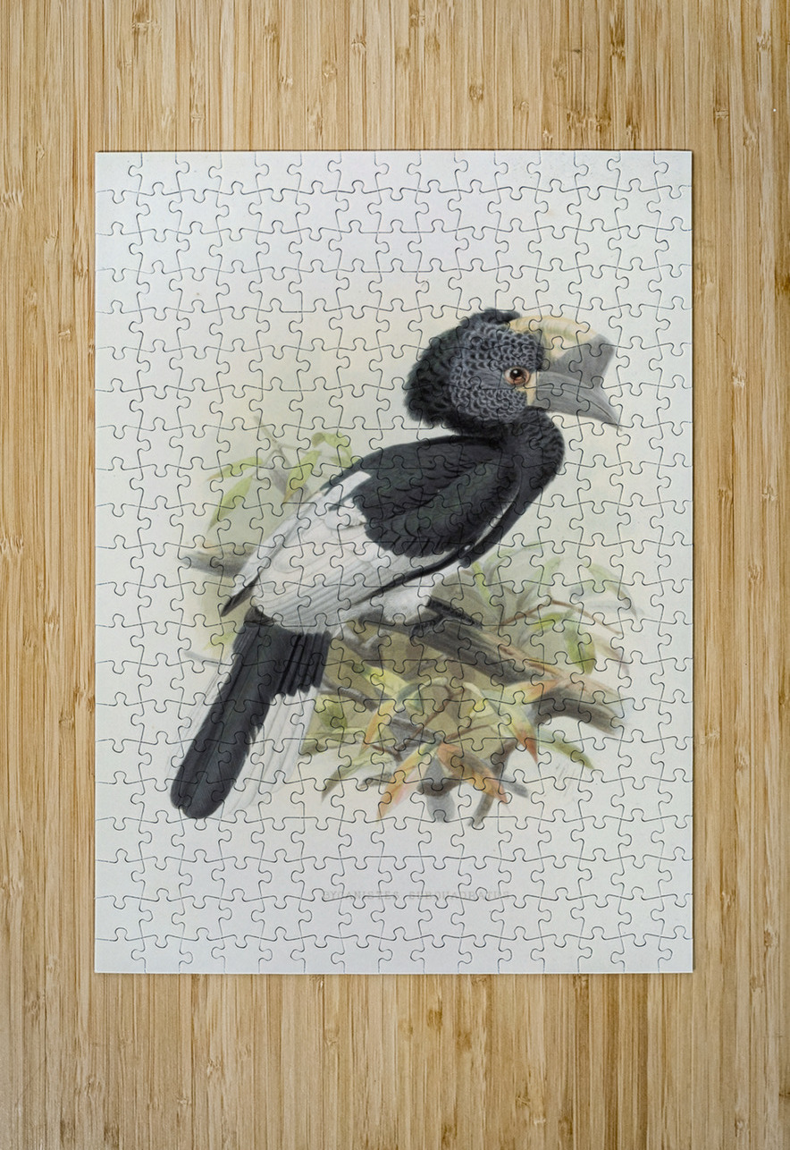 Bycanistes subquadratus 1882 IStockHistory com Puzzle printing