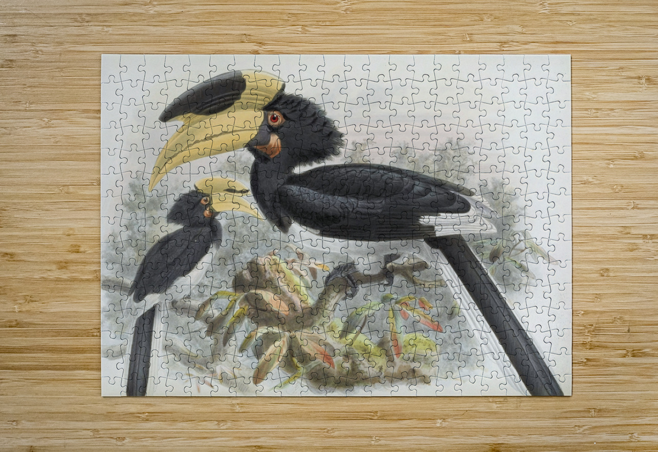 Anthracoceros coronatus 1882 IStockHistory com Puzzle printing