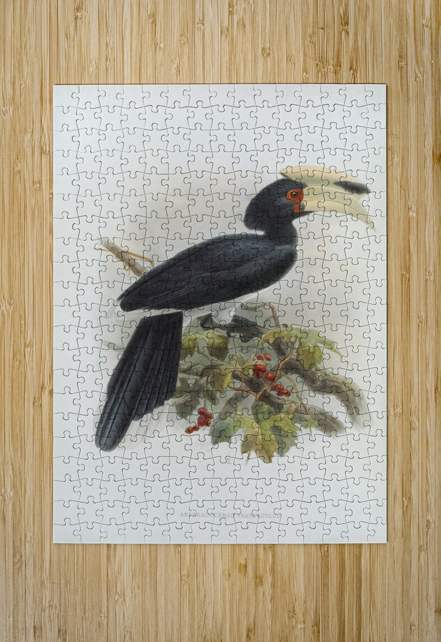 Anthracoceros fraterculus 1882 IStockHistory com Puzzle printing