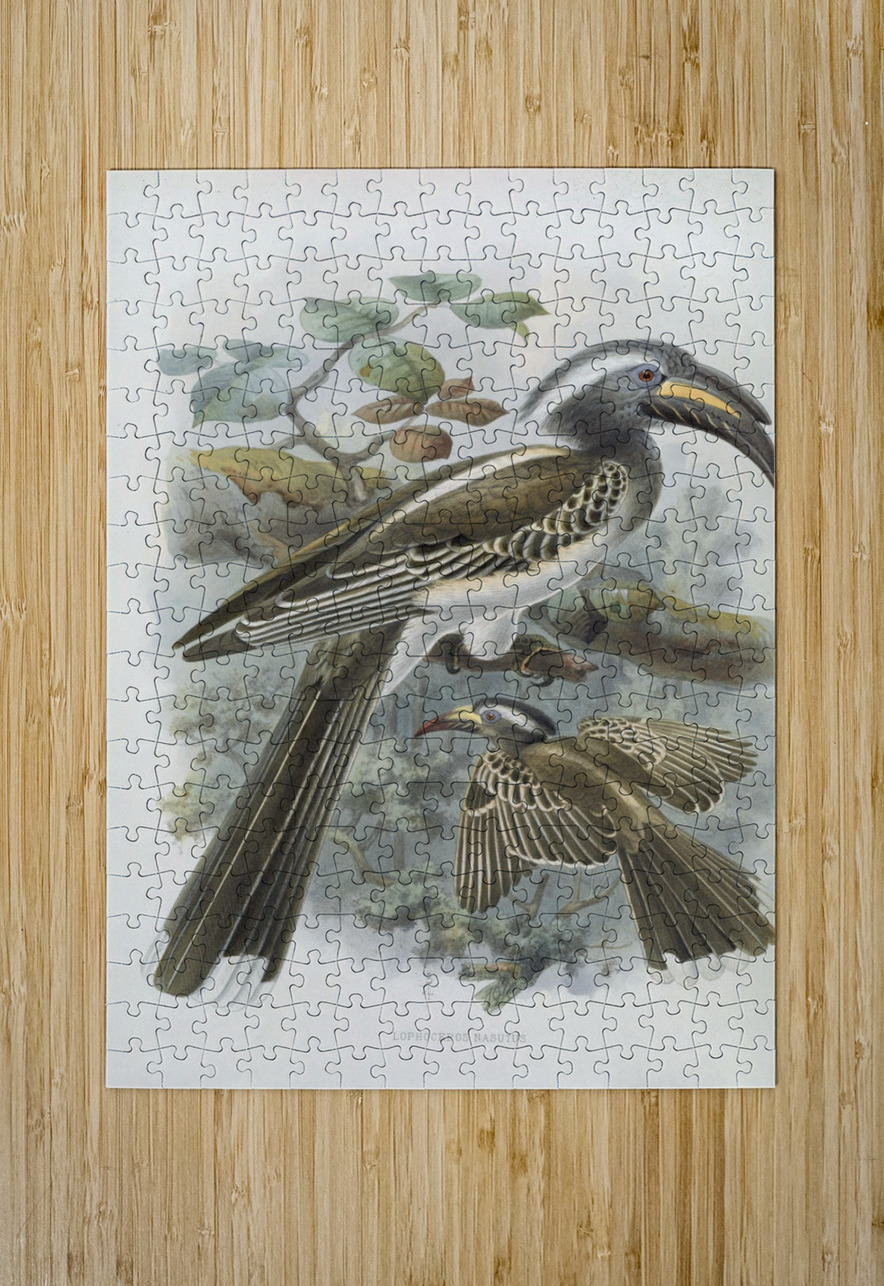 Lophoceros nasutus 1882 IStockHistory com Puzzle printing