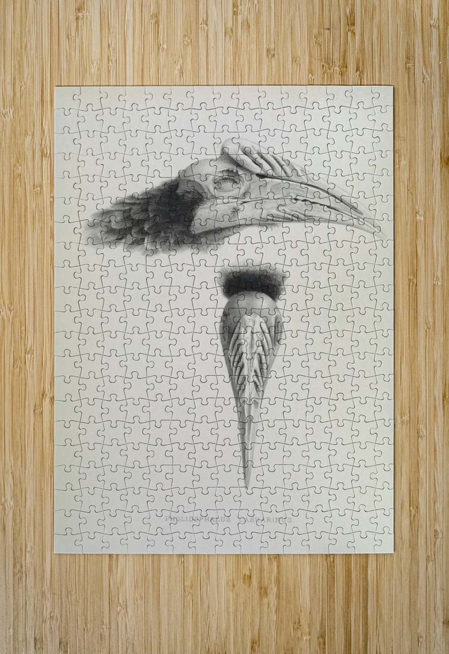 Pholidophalus casuarinus 1882 IStockHistory com Puzzle printing