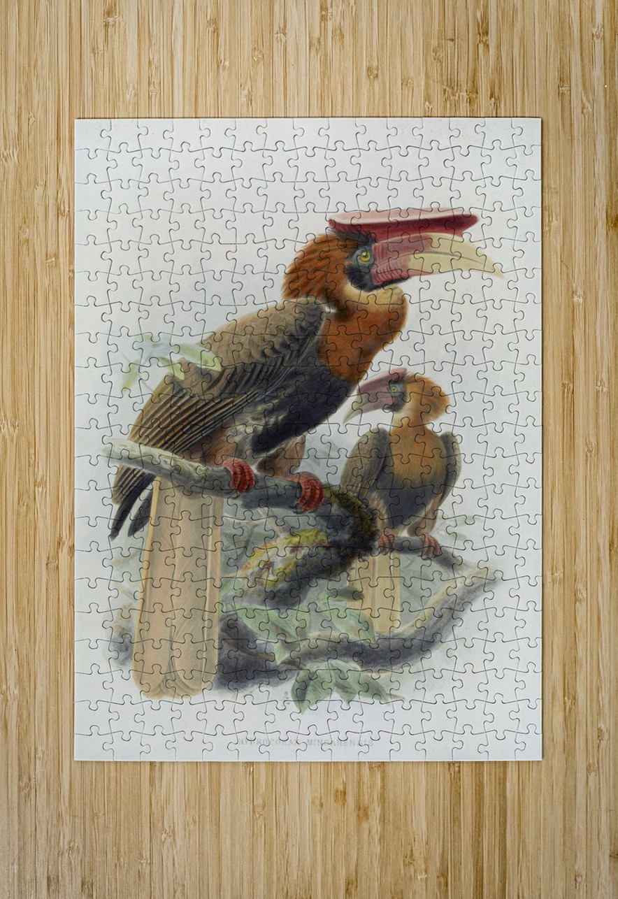 Hydrocorax mindanensis 1882 IStockHistory com Puzzle printing