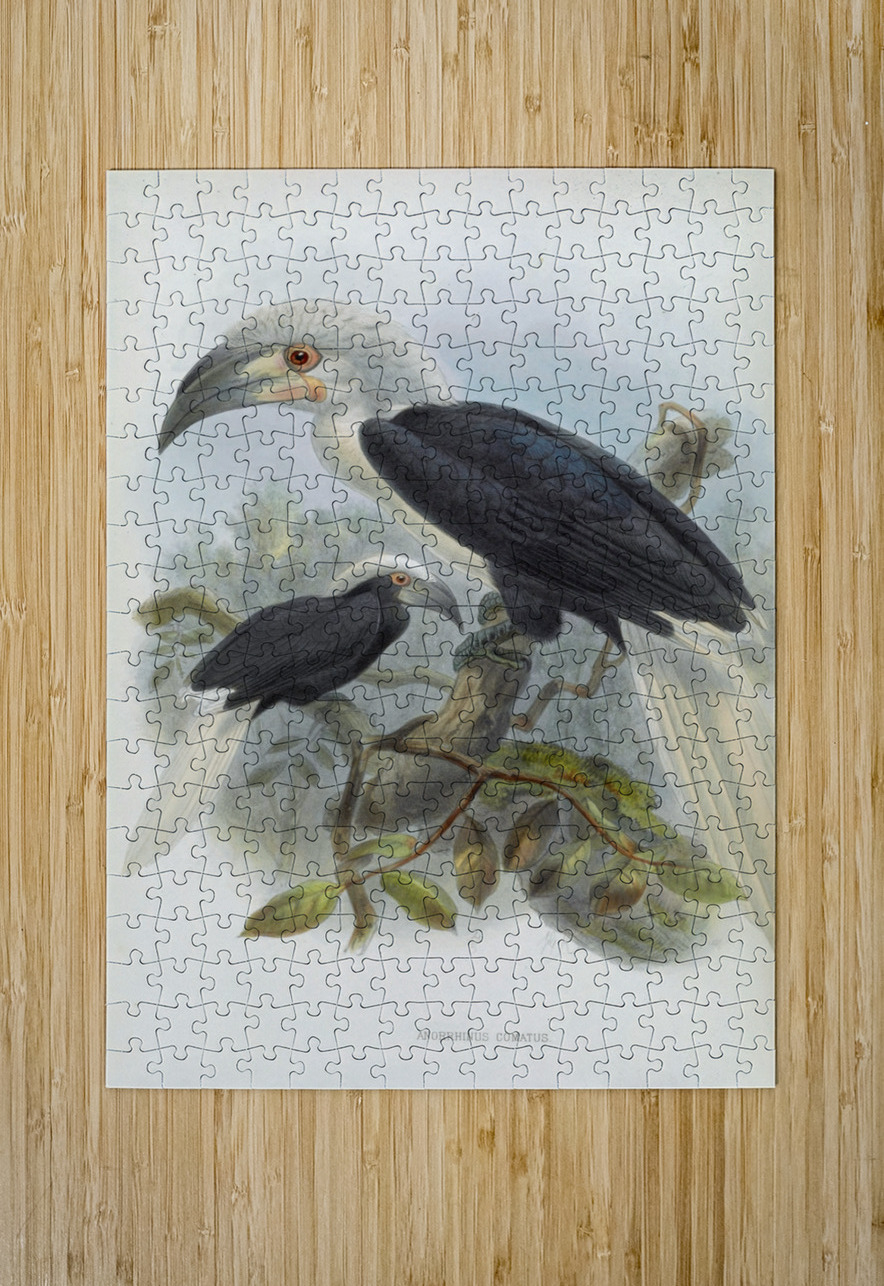 Anorrhinus comatus 1882 IStockHistory com Puzzle printing