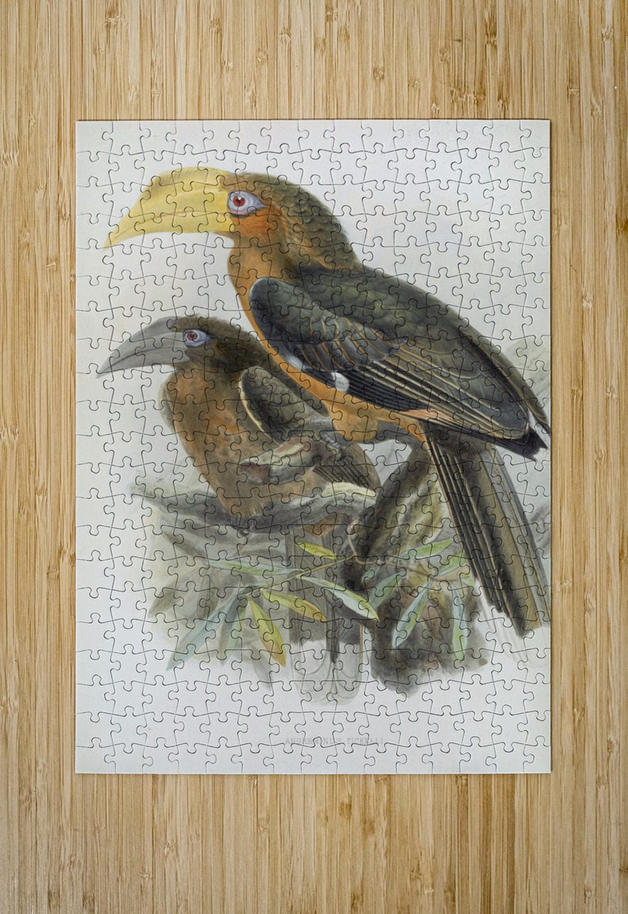 Anorrhinus tickelli 1882 IStockHistory com Puzzle printing