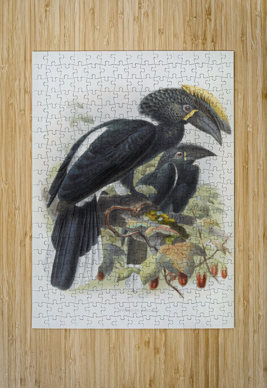Bycanistes cristatus 1882 IStockHistory com Puzzle printing