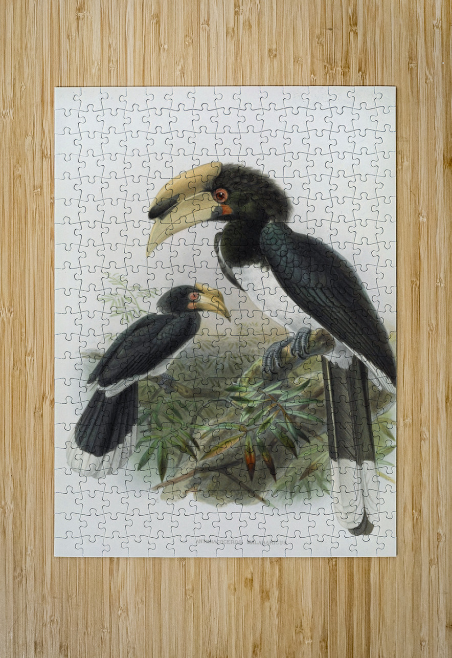 Anthracoceros malabaricus 1882 IStockHistory com Puzzle printing