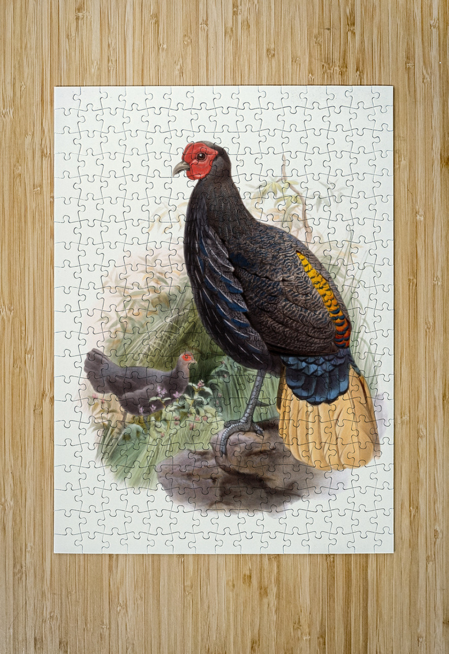 Euplocamus Pyronotus 1872 IStockHistory com Puzzle printing