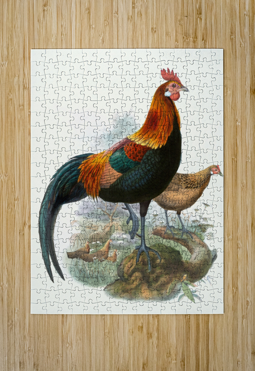 Gallus ferrugineus. 1872 IStockHistory com Puzzle printing