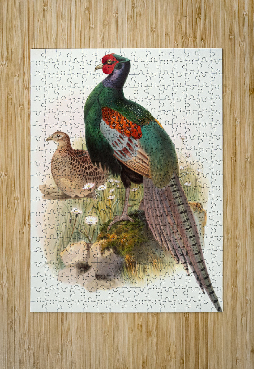Phasianus versicolor. 1872 IStockHistory com Puzzle printing
