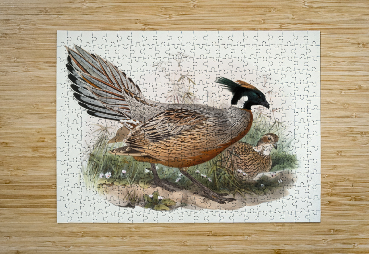 Purcasia Darwini. 1872 IStockHistory com Puzzle printing