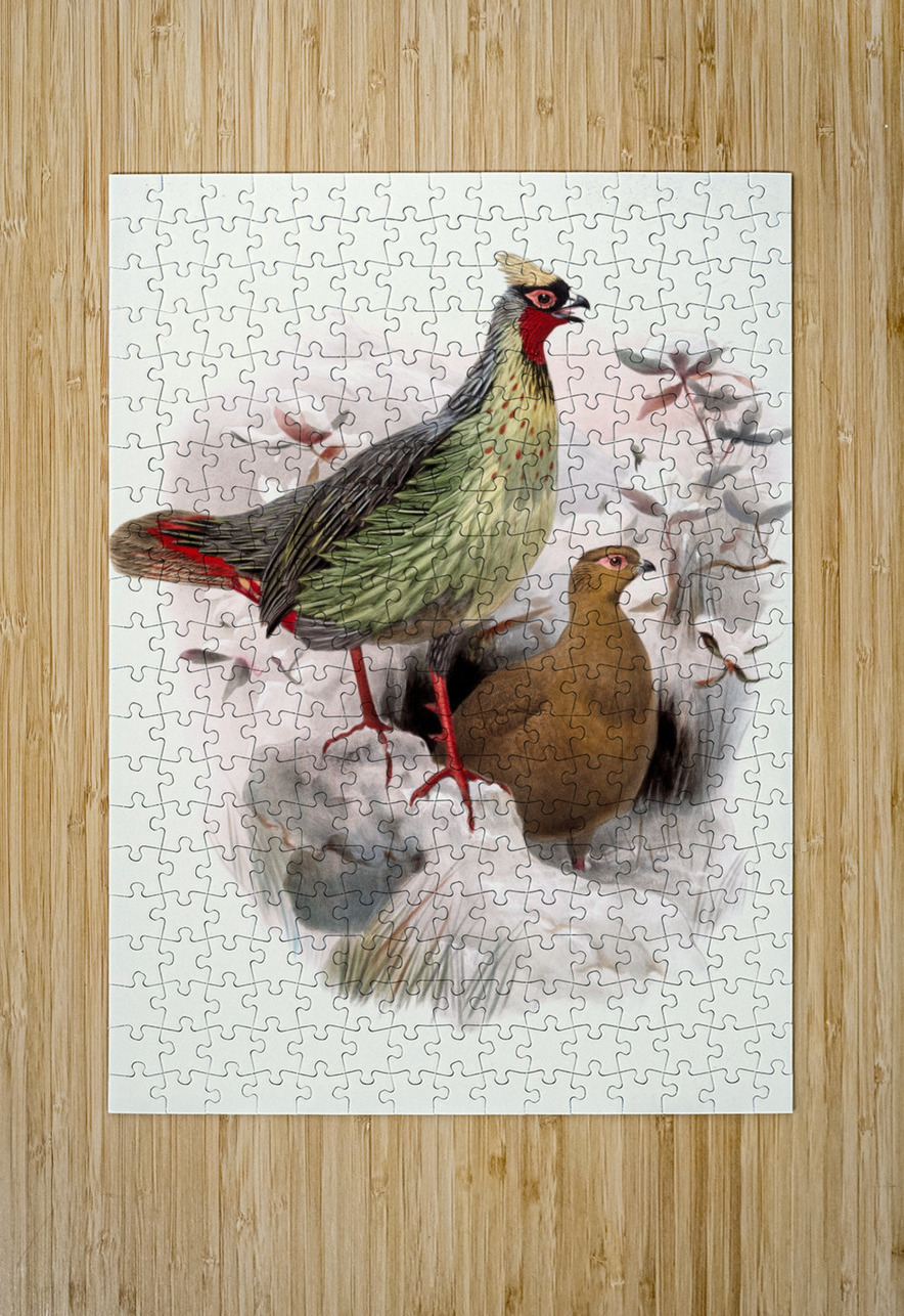 Ithalginis cruentus. 1872 IStockHistory com Puzzle printing