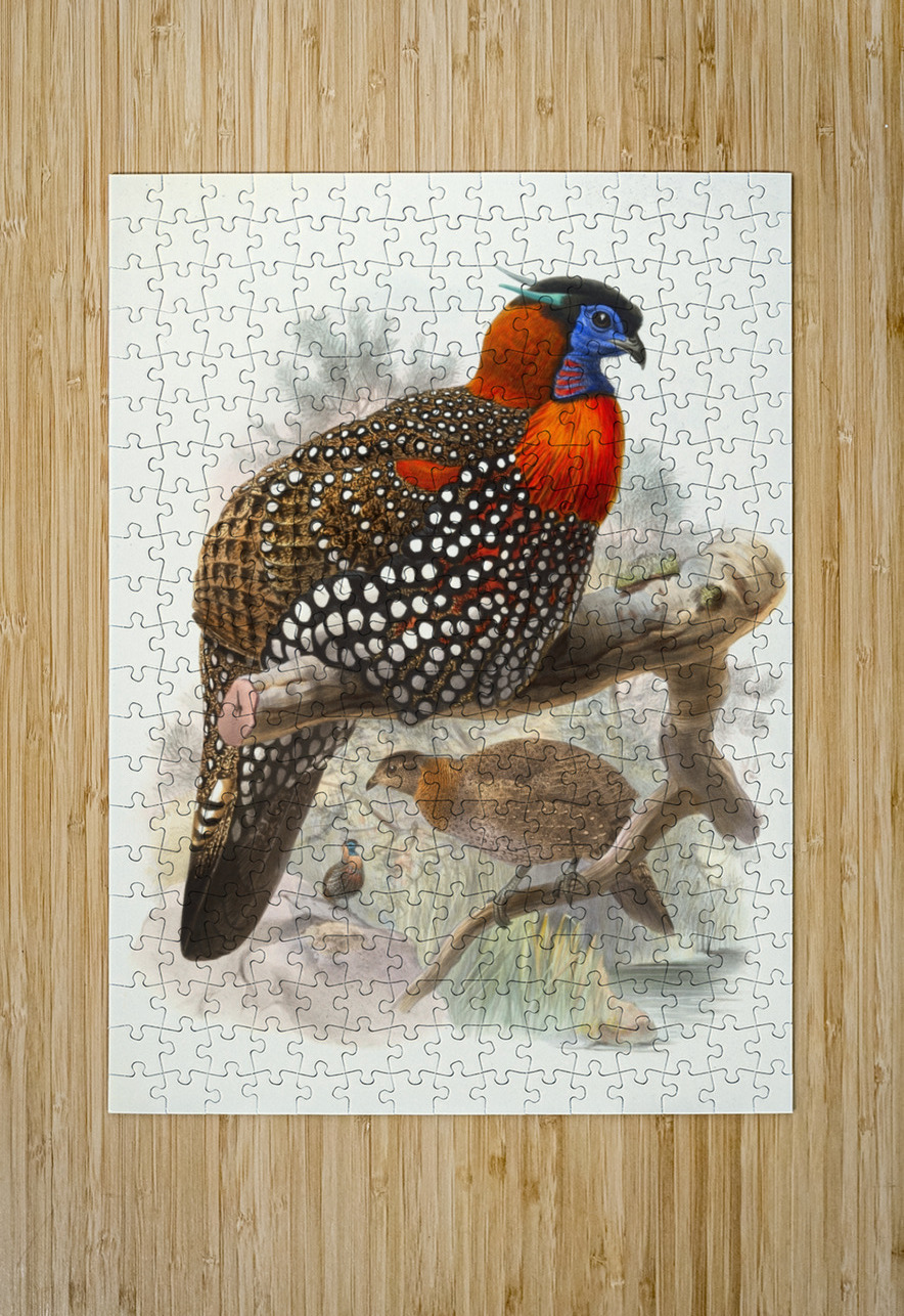 Ceriornis melanocephala. 1872 IStockHistory com Puzzle printing
