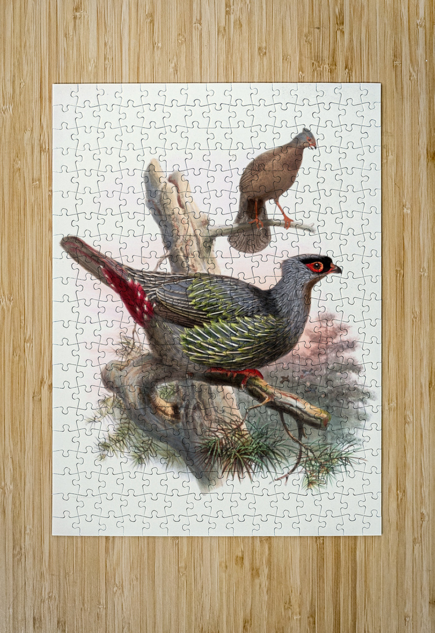 Ithaginis Geoffroyi. 1872 IStockHistory com Puzzle printing