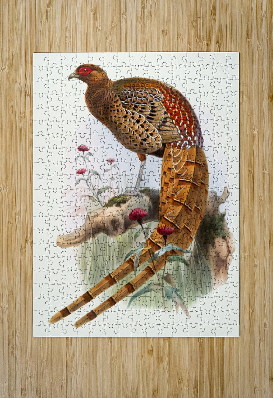 Phasianus Soemmerringi var scintillans. 1872 IStockHistory com Puzzle printing