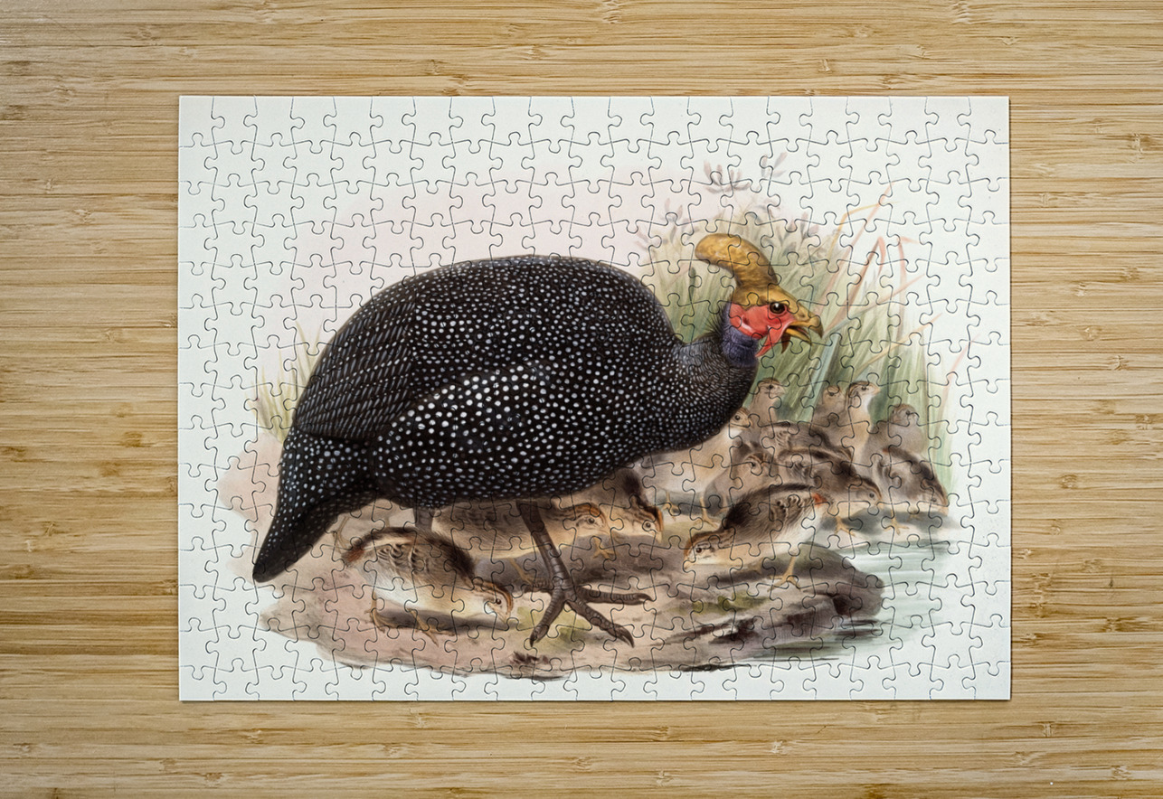 Numida coronata. 1872 IStockHistory com Puzzle printing