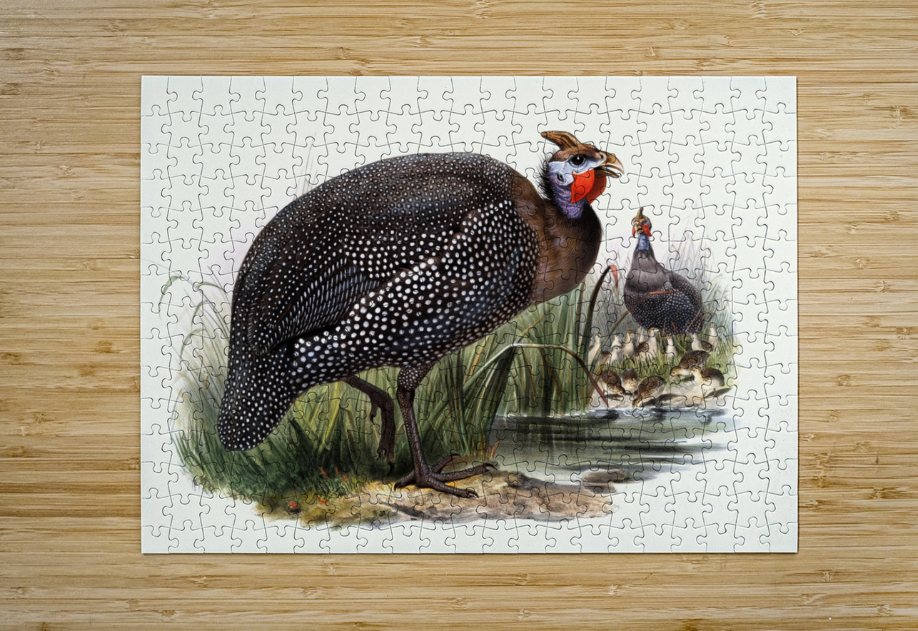 Numida meleagris. 1872 IStockHistory com Puzzle printing