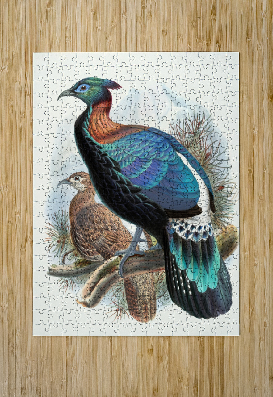 Lophophorus Lhuysii. 1872 IStockHistory com Puzzle printing
