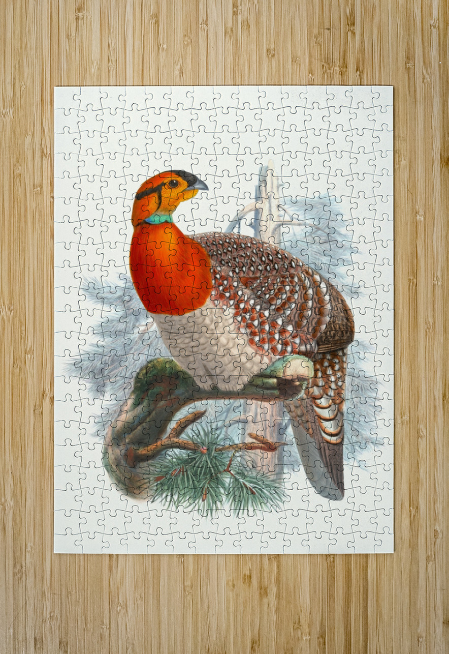 Ceriornis Blythii. 1872 IStockHistory com Puzzle printing