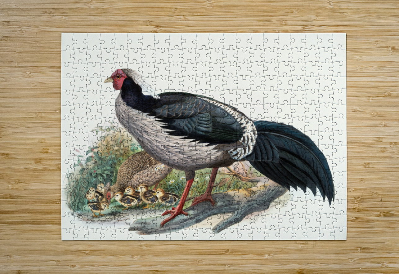 Euplocomus albo-cristatus. 1872 IStockHistory com Puzzle printing