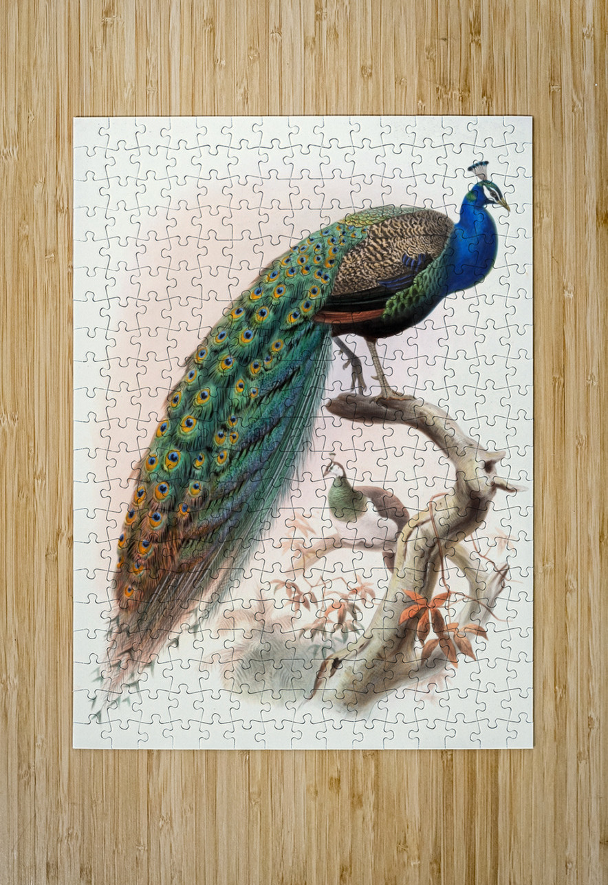 Pavo cristatus. 1872 IStockHistory com Puzzle printing
