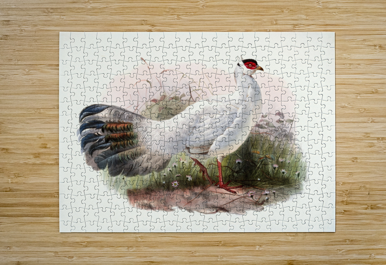 Crossoptilon Drouynii. 1872 IStockHistory com Puzzle printing