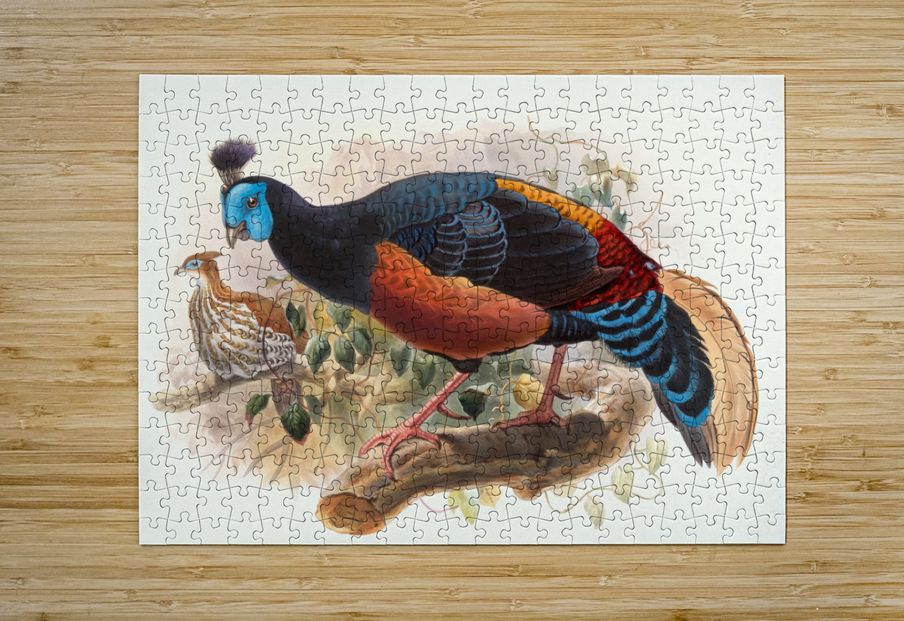 Euplocamus nobilis. 1872 IStockHistory com Puzzle printing