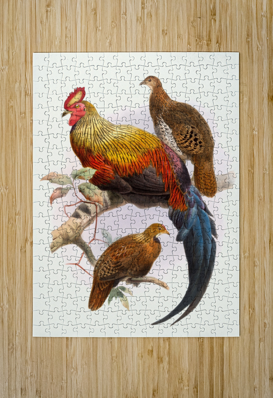 Gallus La-Fayettei. 1872 IStockHistory com Puzzle printing