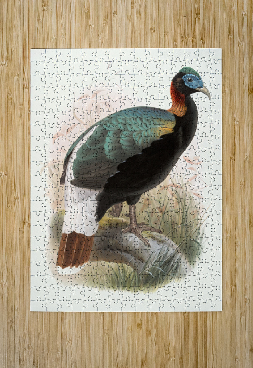 Lophophorus Sclateri. 1872 IStockHistory com Puzzle printing
