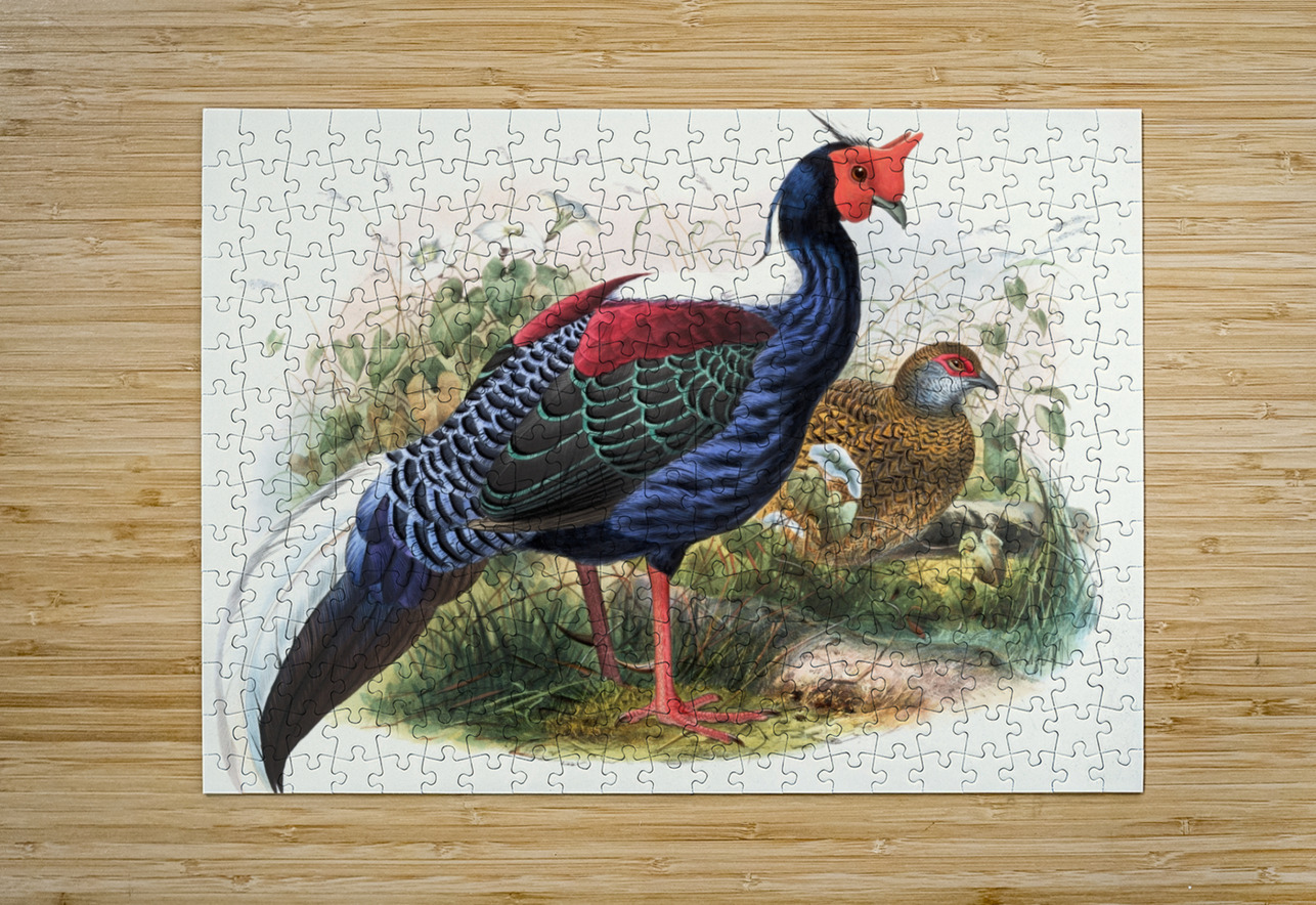 Euplocomus Swinhoei. 1872 IStockHistory com Puzzle printing