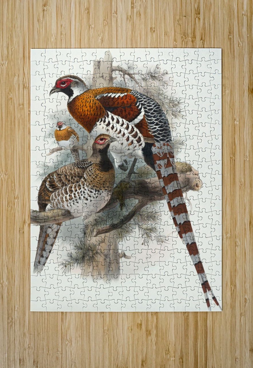 Calophasis Ellioti. 1872 IStockHistory com Puzzle printing