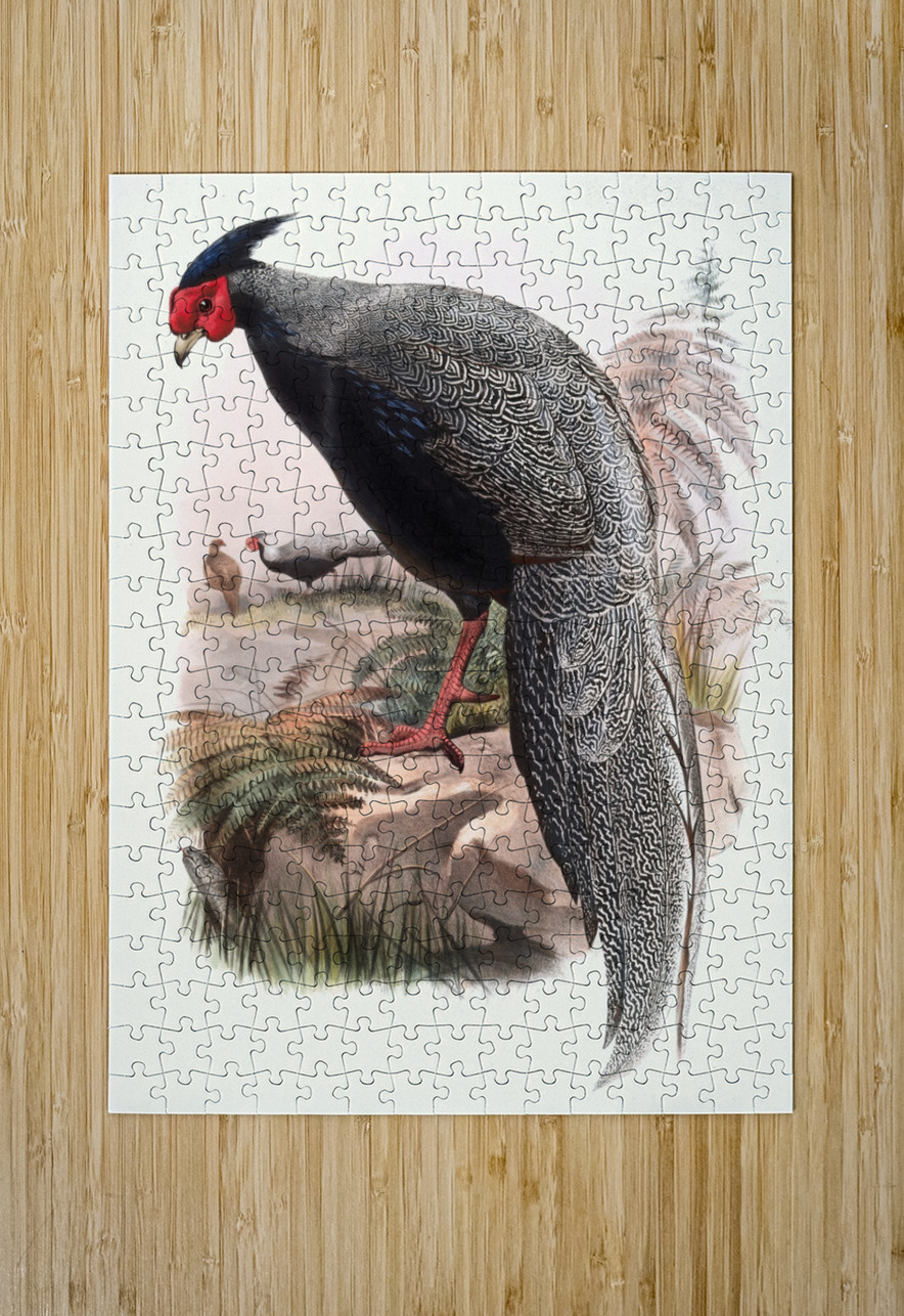 Euplocamus Andersoni. 1872 IStockHistory com Puzzle printing