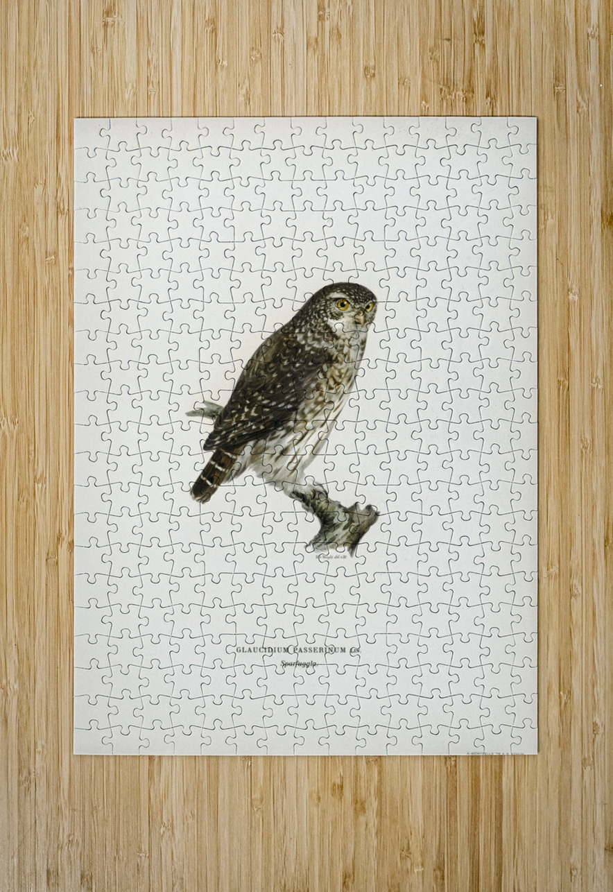 Glaucidium passerinum IStockHistory com Puzzle printing
