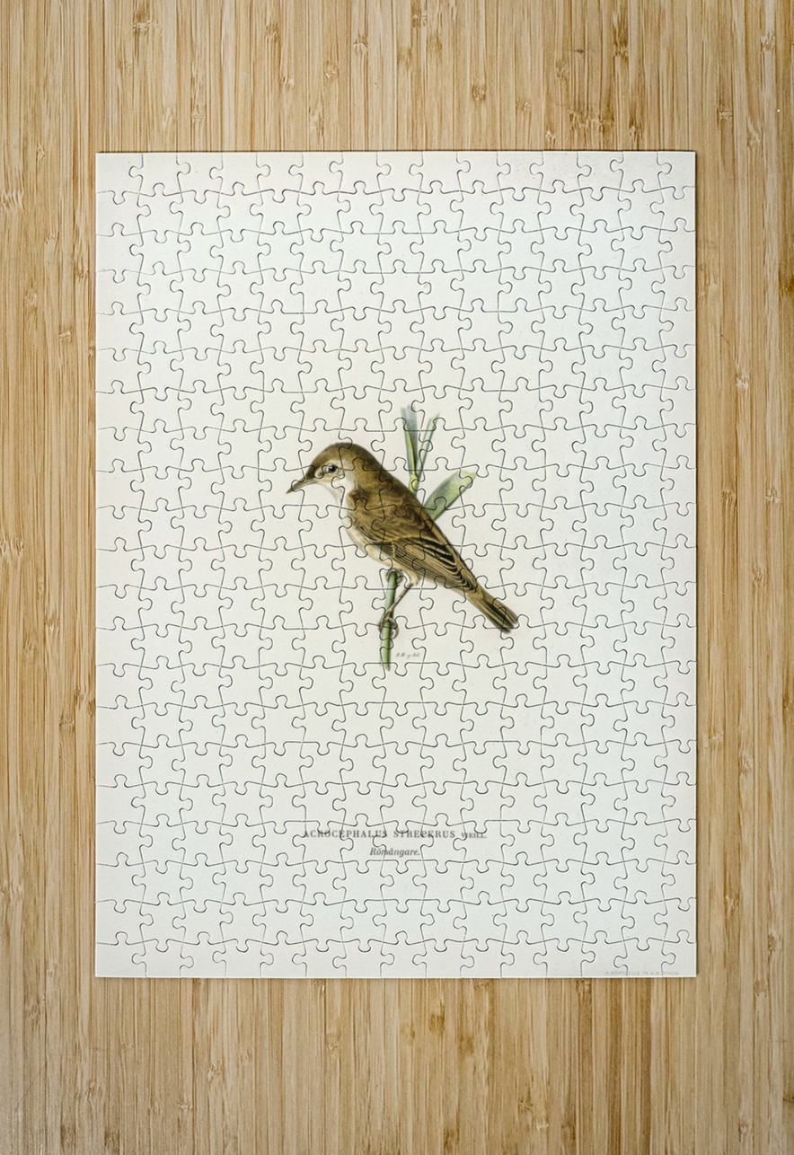 Red warbler Acrocephalus streperus IStockHistory com Puzzle printing