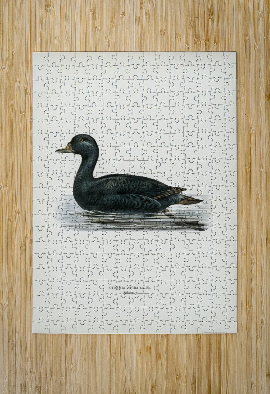 Somateria mollissima IStockHistory com Puzzle printing