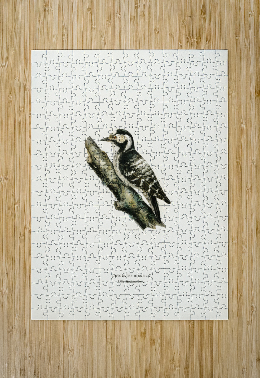 Dryobates minor IStockHistory com Puzzle printing