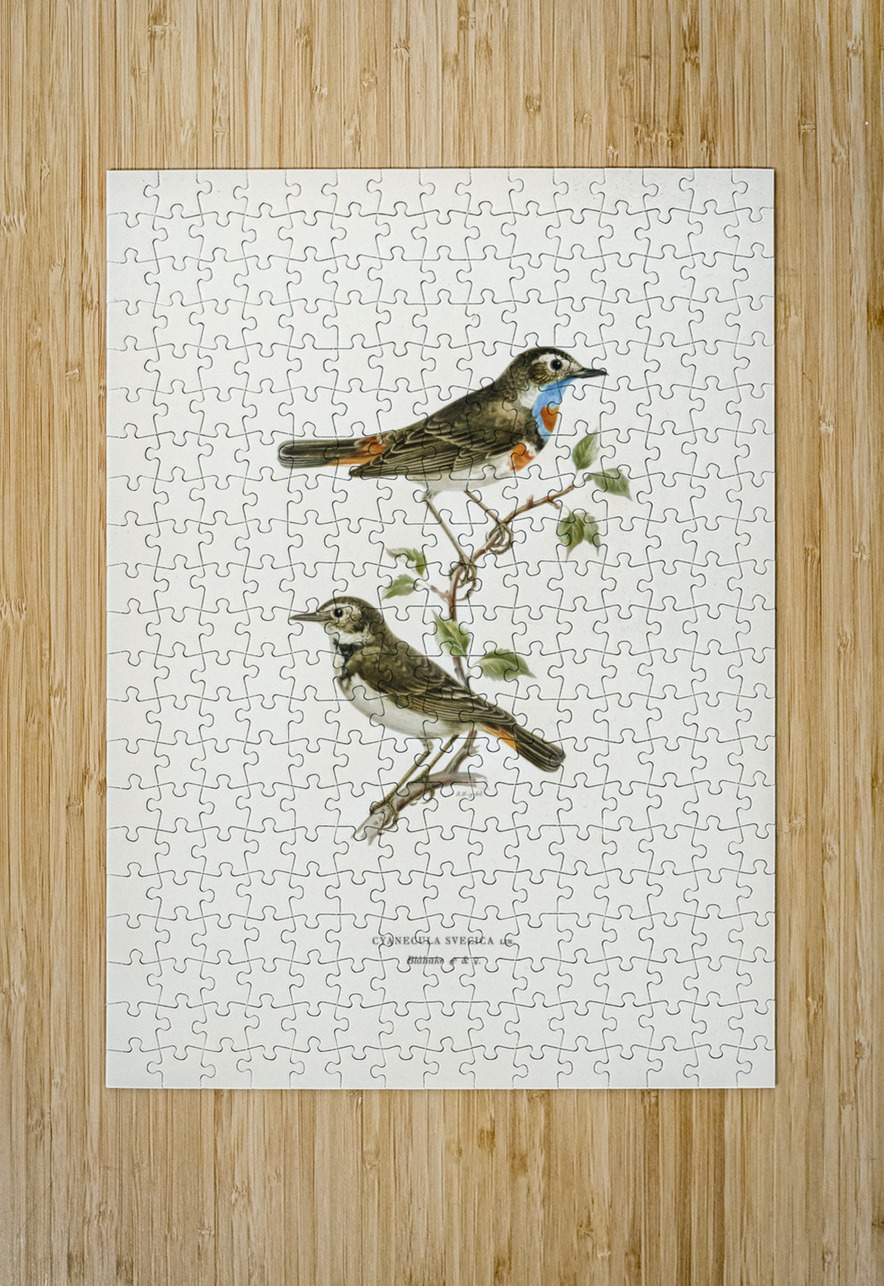 Parrot crossbill Loxia pytyopsittacus IStockHistory com Puzzle printing