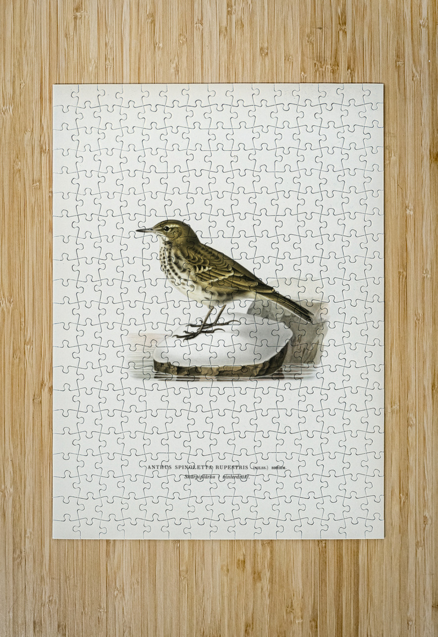 Water pipit Anthus spinoletta rupestris IStockHistory com Puzzle printing