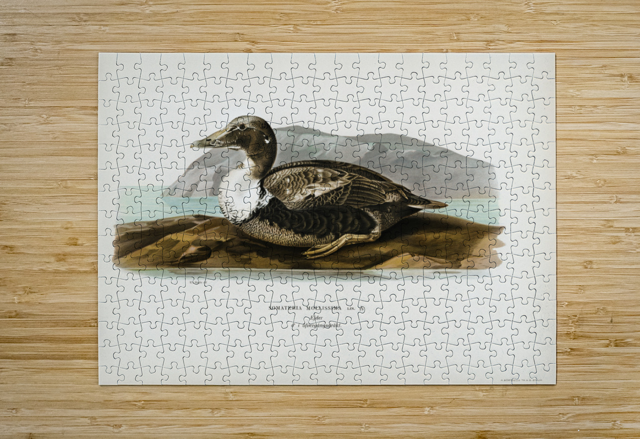 Eider Somateria mollissima IStockHistory com Puzzle printing
