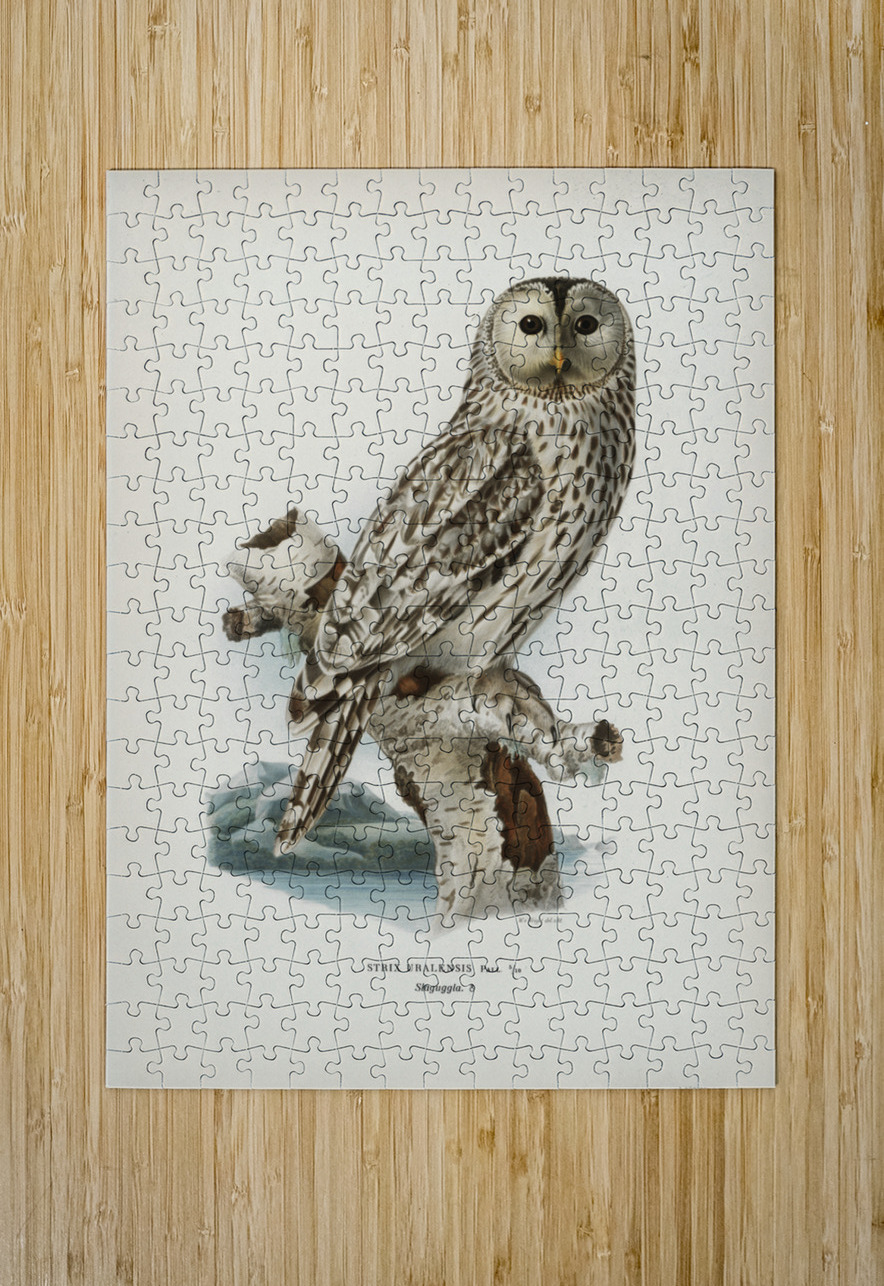 Strix uralensis ♀ IStockHistory com Puzzle printing
