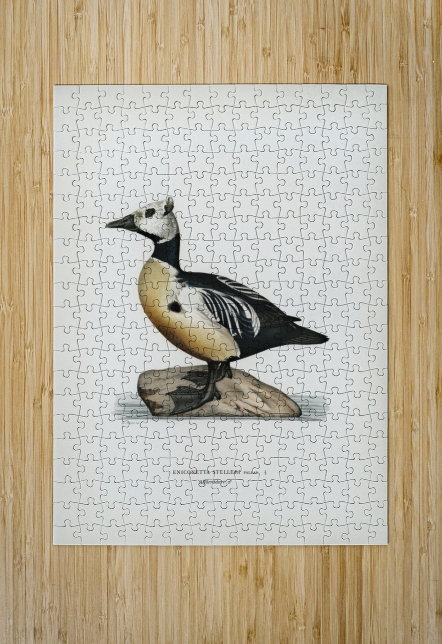 Eniconetta stelleri ♂ IStockHistory com Puzzle printing