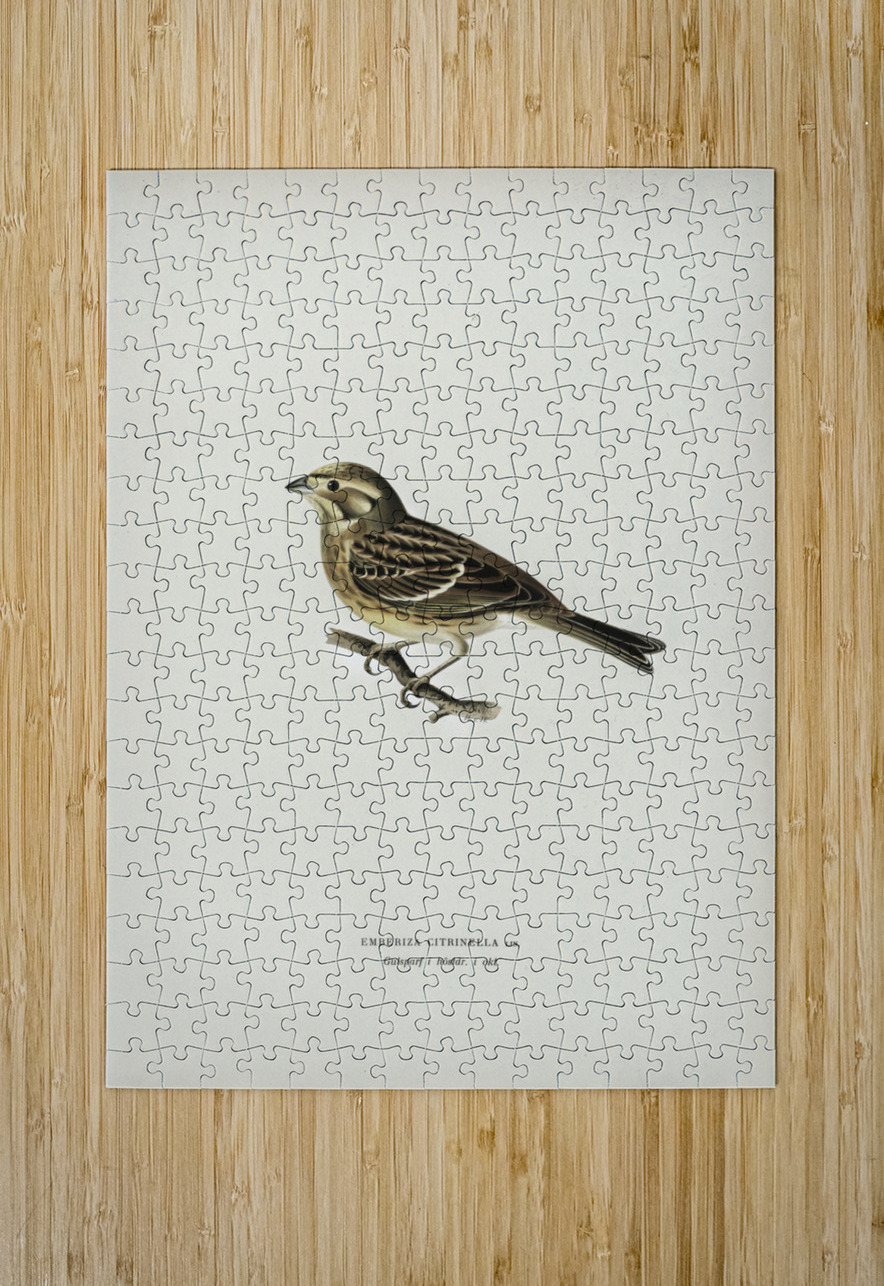 Yellowhammer Emberiza citrinella IStockHistory com Puzzle printing